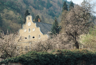 Marillenblüte bei Spitz, © IMAGNO/Gerhard Trumler