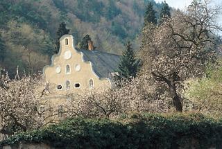 Marillenblüte bei Spitz