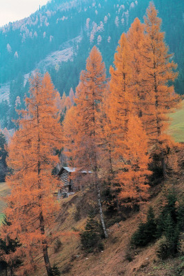 Herbstlandschaft im Paznauntal, Tirol, © IMAGNO/Franz Hubmann