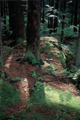 Märchenwald bei Rappottenstein, © IMAGNO/Franz Hubmann