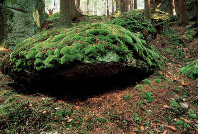 Märchenwald bei Rappottenstein, © IMAGNO/Franz Hubmann