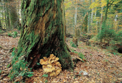 Baumstamm im Rothwald, © IMAGNO/Gerhard Trumler