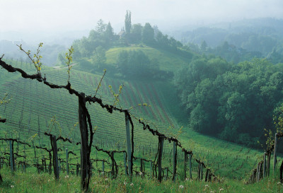 Weinbau an der Steirischen Weinstrasse, © IMAGNO/Gerhard Trumler