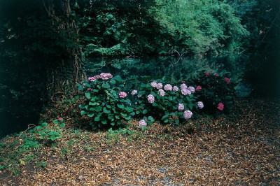 Rosen im Pottenbrunner Landschaftspark, © IMAGNO/Gerhard Trumler