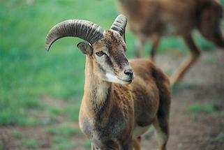 Steinbock aus der Zucht Pitnauer