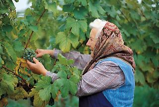 Winzerin aus Strass bei der Lese