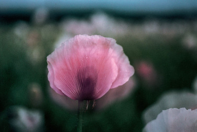Mohnblumenblüte, © IMAGNO/Franz Hubmann
