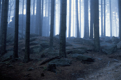 Wald am Nebelstein, © IMAGNO/Franz Hubmann