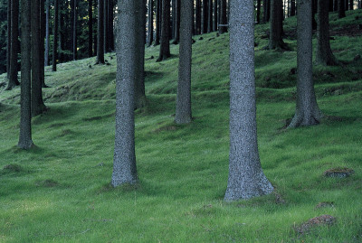 Wald bei Hirschenwies, © IMAGNO/Franz Hubmann