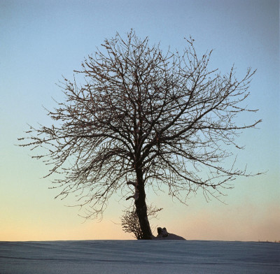 Vogelkirsche, © IMAGNO/Gerhard Trumler