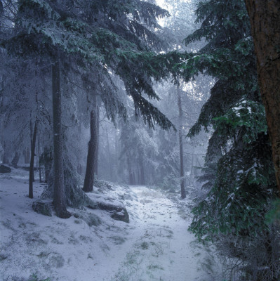 Wald bei Marhats, © IMAGNO/Gerhard Trumler