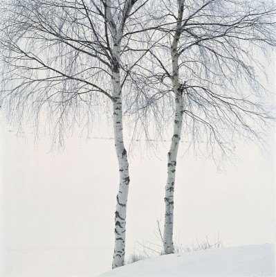 Birkenbäume, © IMAGNO/Gerhard Trumler