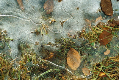 Eisschicht mit Blätter, © IMAGNO/Gerhard Trumler