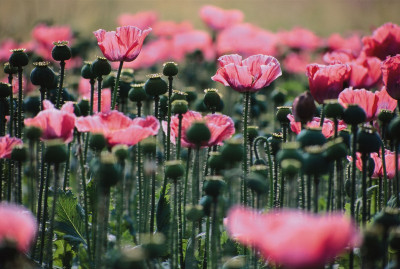 Blühender Graumohn, © IMAGNO/Gerhard Trumler