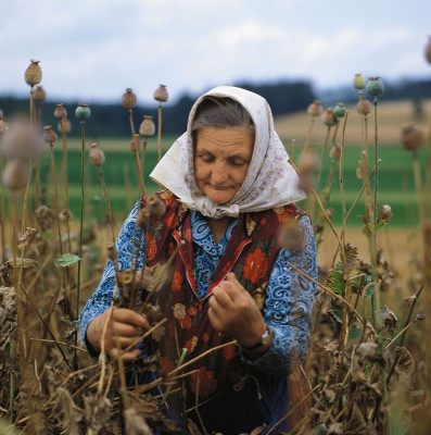 Alte Frau bei der Mohernte, © IMAGNO/Gerhard Trumler