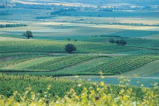 Weinrieden zwischen Arbesthal und Göttlesbrunn