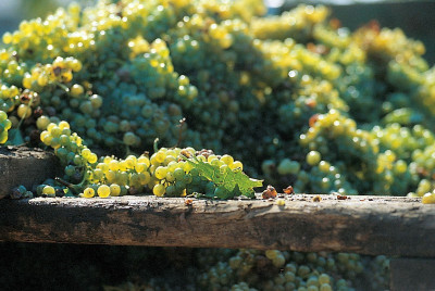 Weinlese in Nussdorf, © IMAGNO/Gerhard Trumler