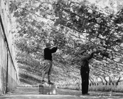 Die größte Glashaus-Weinpflanzung der Welt, © IMAGNO/Austrian Archives (S)