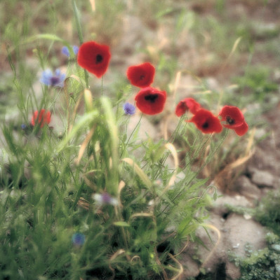 Weinviertel, © IMAGNO/Franz Hubmann