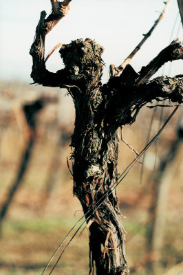 Rebstock im Weinviertel, © IMAGNO/Franz Hubmann