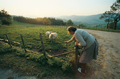 Schafzucht am Prochenberg bei Ybbsitz, © IMAGNO/Gerhard Trumler