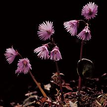 Alpenglöckchen (Soldanella alpina)