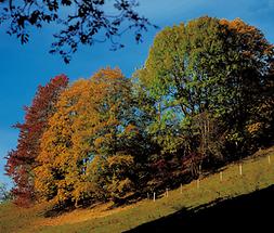 Herbstfärbung - Vogelkirsche, Ahorn und Esche