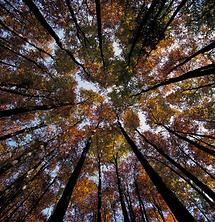 Herbstwald in Buchberg bei St Ilgen 3