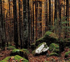 Herbstwald in Buchberg bei St Ilgen 4