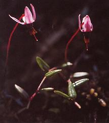 Blume - Moosbeere