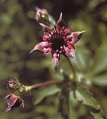Blume - Sumpfblutauge