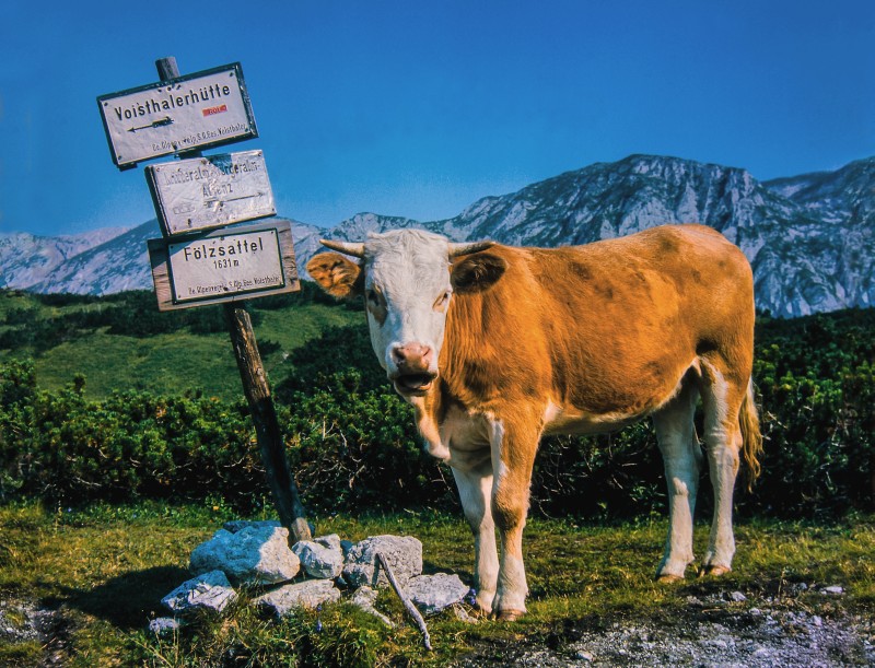 Stier vor Wegweisern