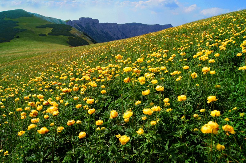 Hahnenfuß-Wiese