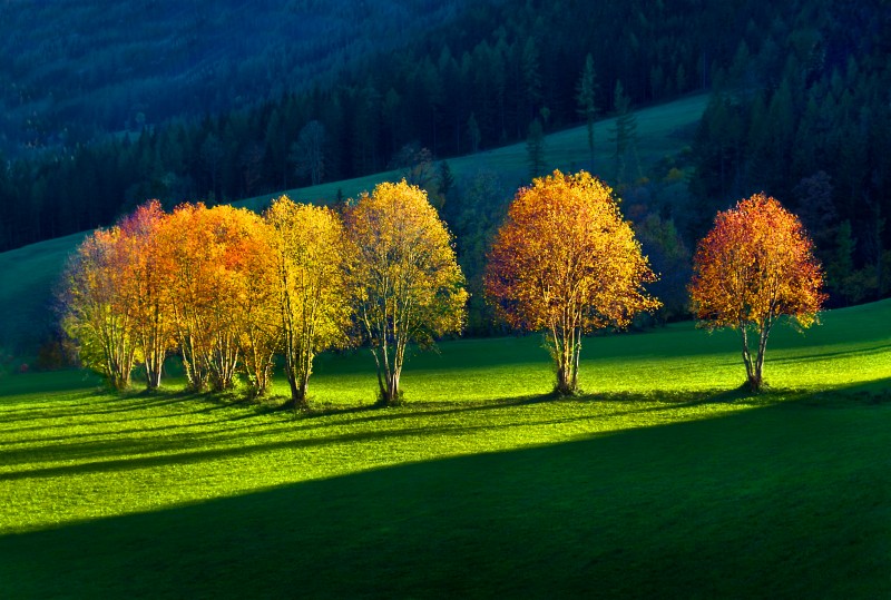 Herbstliche Allee