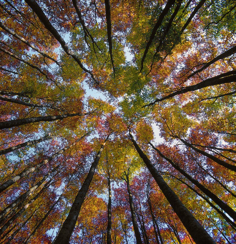 Herbstwald