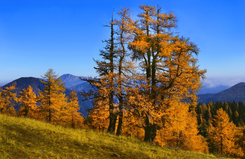 Herbstlich gefärbte Bäume