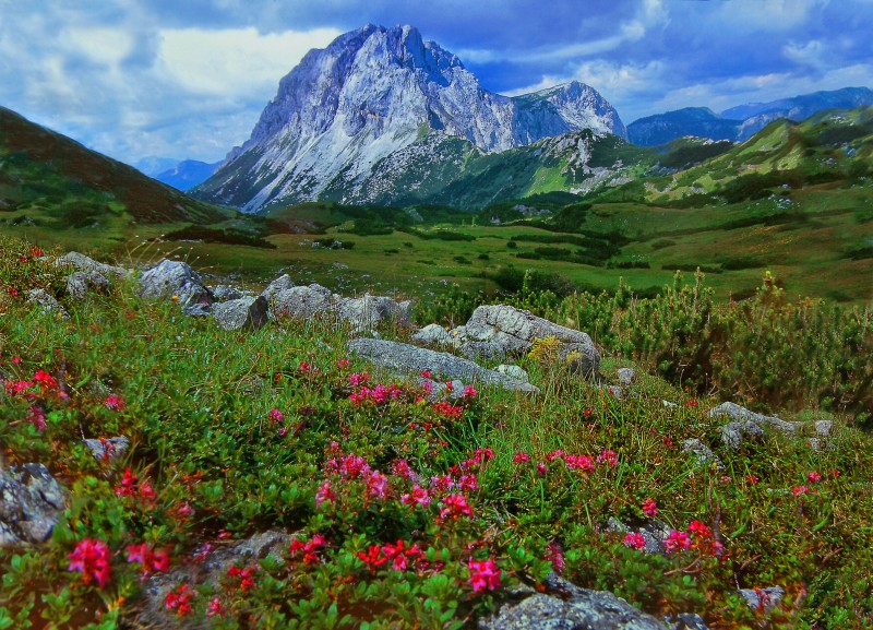 Amrausch vor dem Hochschwab