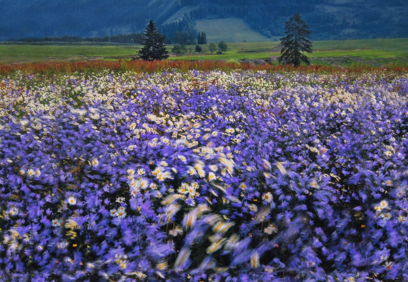 Blumen im Wind