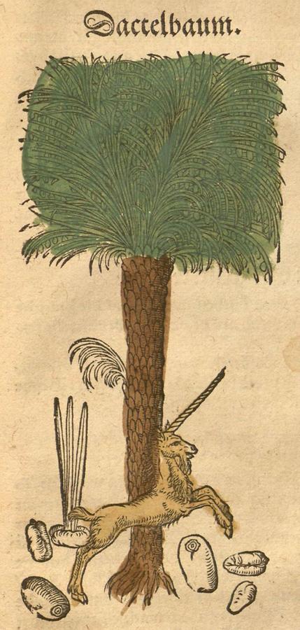 Illustration Dactelbaum