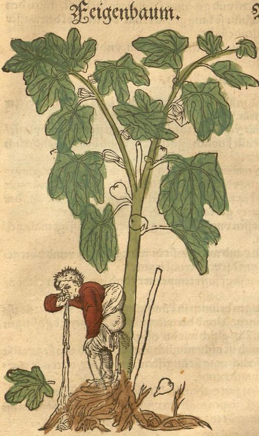 Illustration Feigenbaum