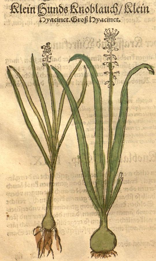 Illustration Klein Hunds Knoblauch - Klein Hyacinct Groß Hyacinct