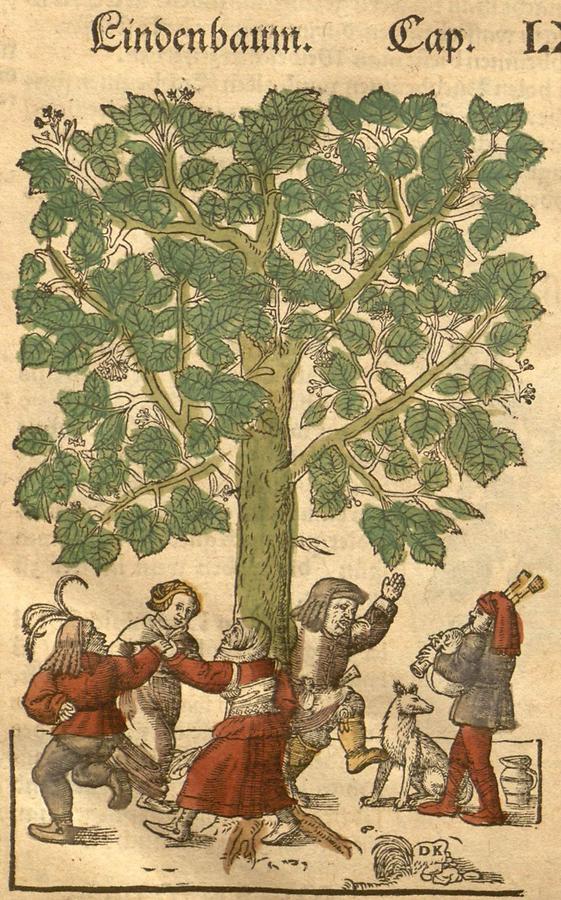 Illustration Lindenbaum