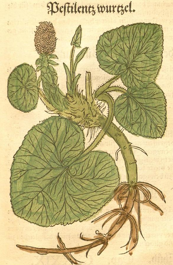 Illustration Pestilenzwurtzel