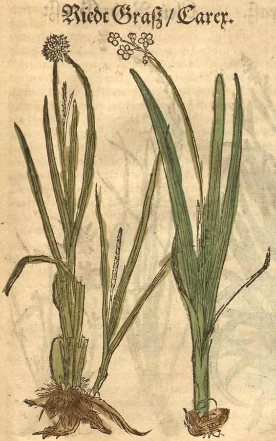 Illustration Riede Graß - Carex