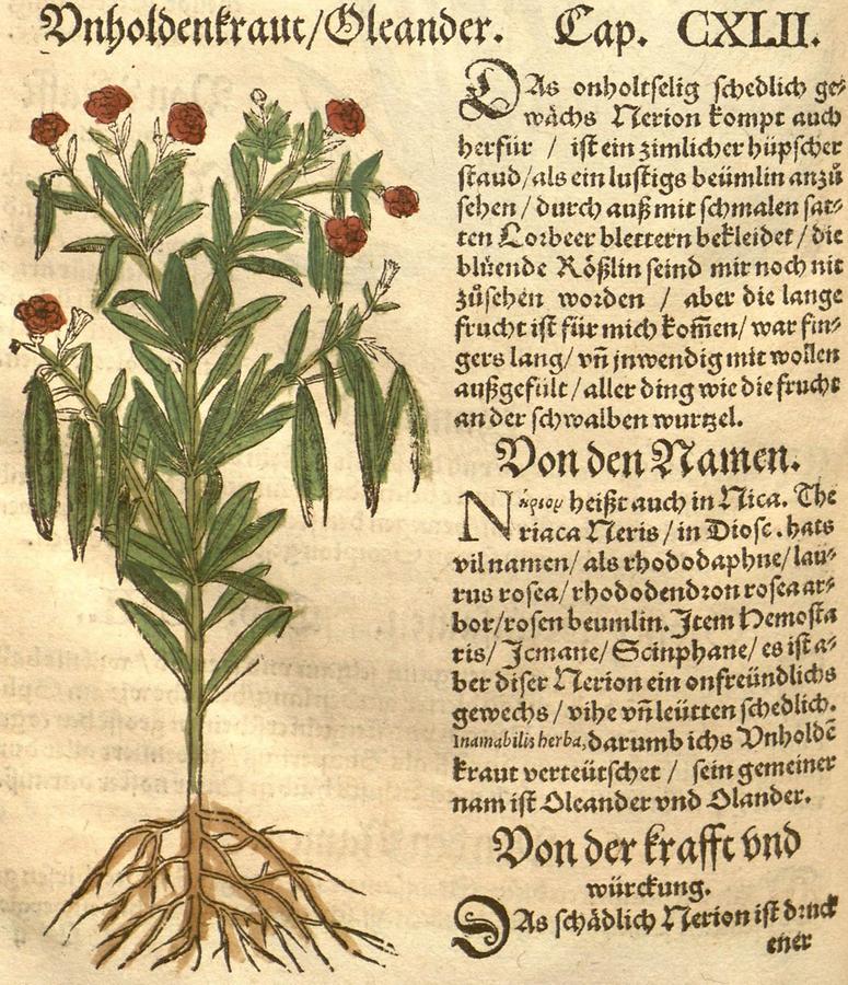 Illustration Unholdenkraut - Oleander