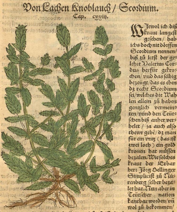 Illustration Von Lachen Knoblauch - Scordium