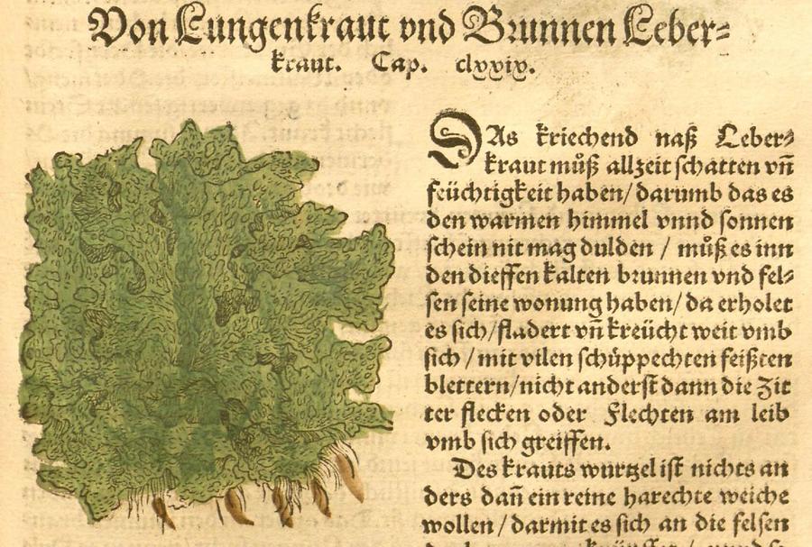 Illustration Von Lungenkraut und Brunnen Leberkraut