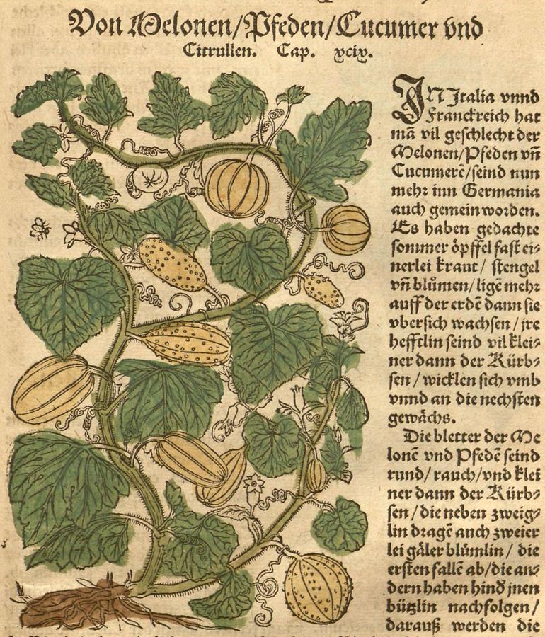 Illustration Von Melonen - Pfeden - Cucumer und Citrullen