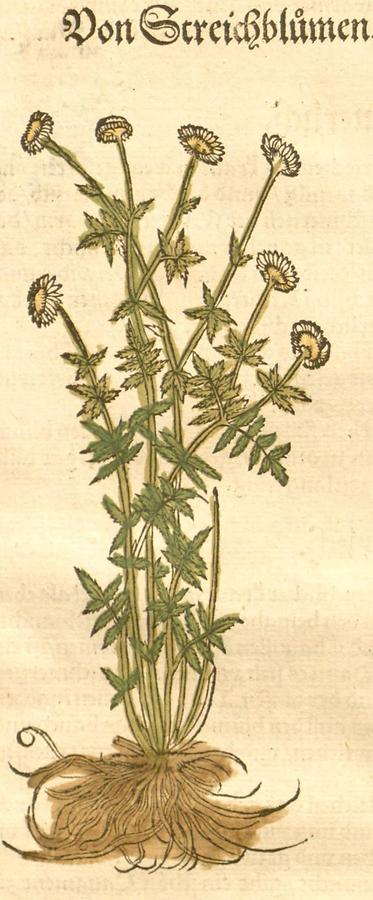 Illustration Von Streichblumen