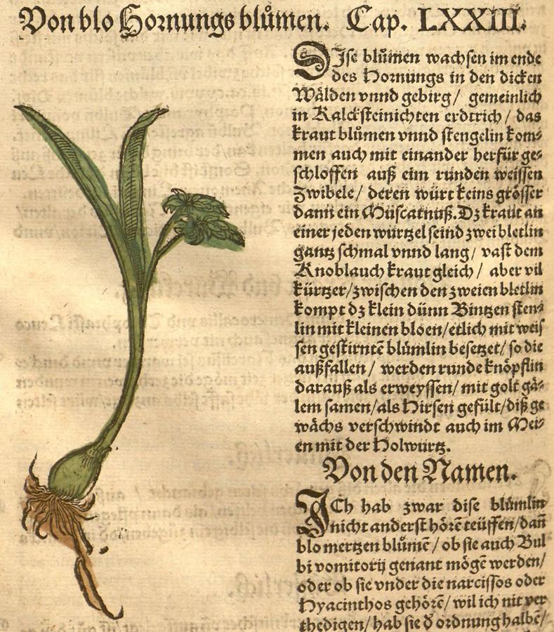 Illustration Von blo Hornungsblumen